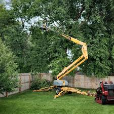 Best Sod Installation  in Carlisle, KY